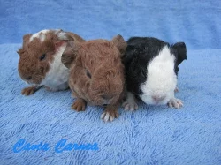 morčátka US teddy na mazlení nebo do chovu